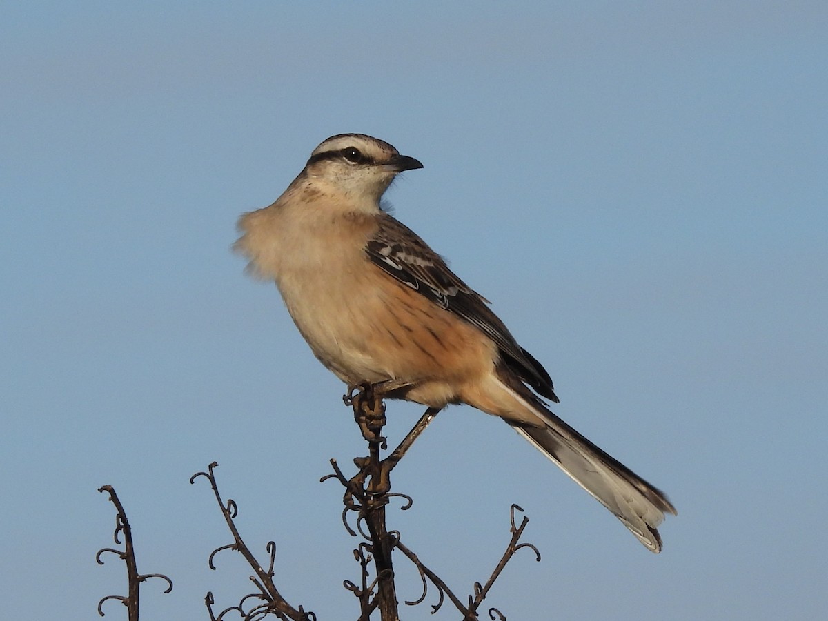 Chalk-browed Mockingbird - Graciela  Antenucci