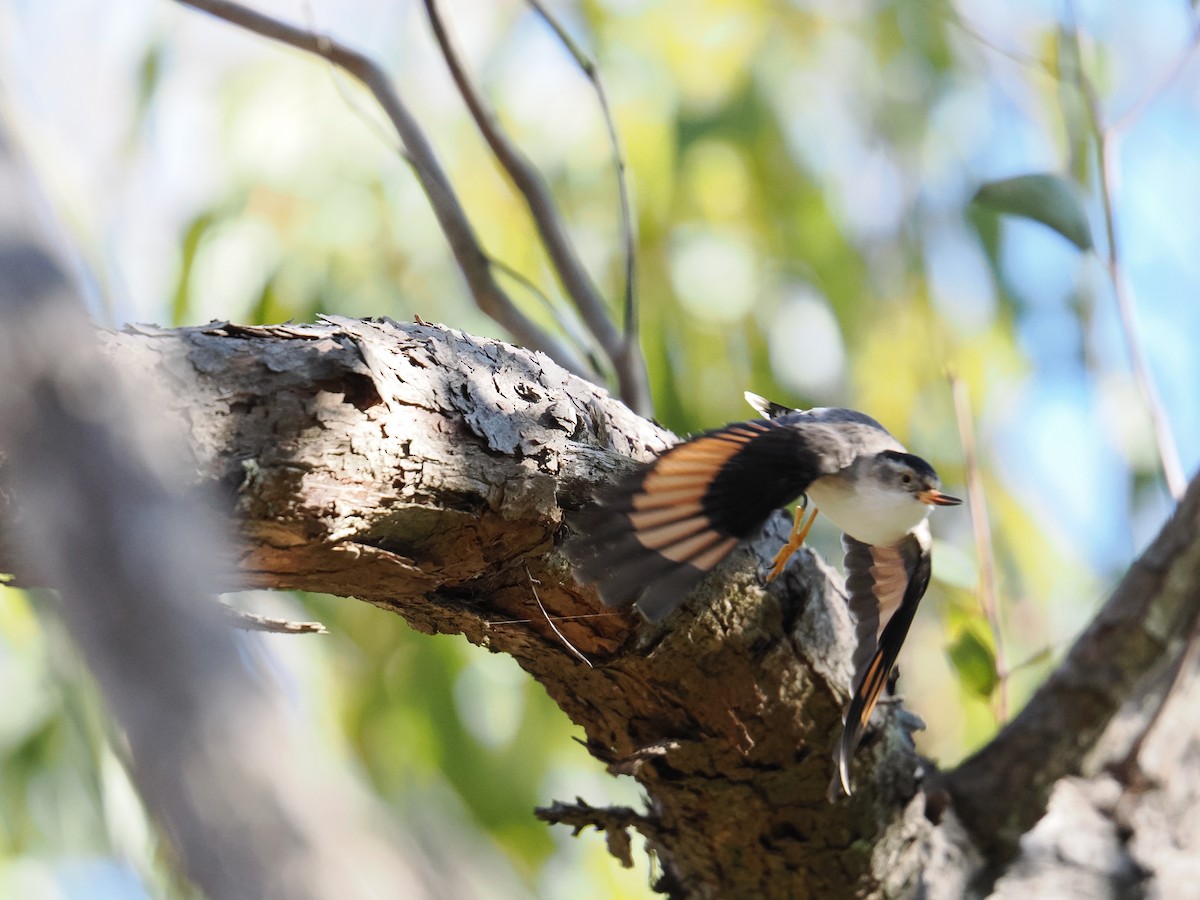 Varied Sittella - Rob Burnell