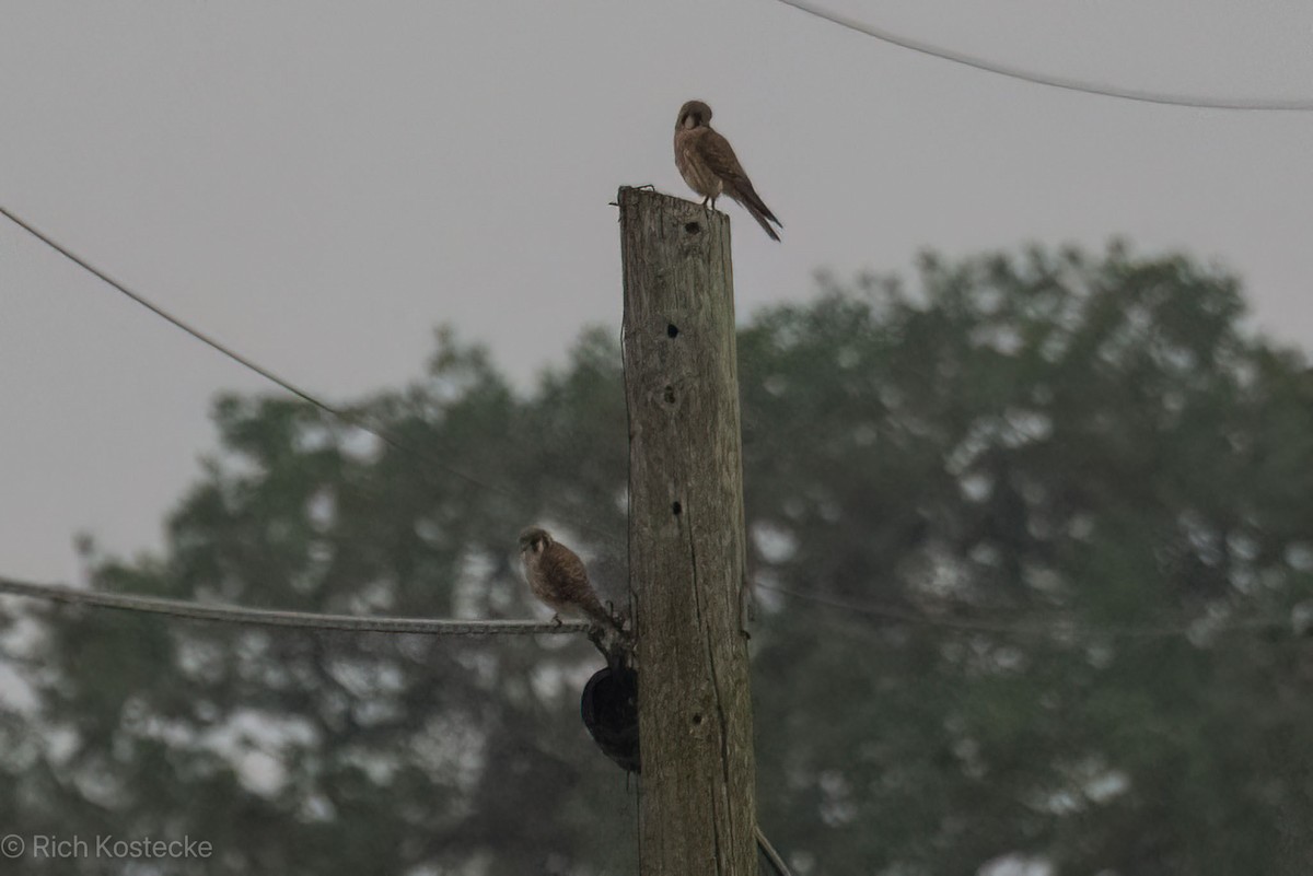 American Kestrel - Rich Kostecke