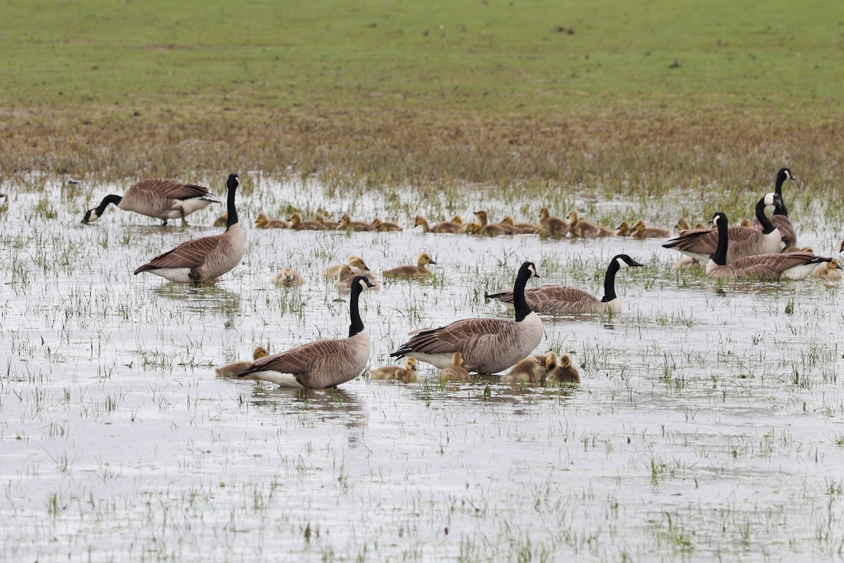 Canada Goose - Glenda Jones