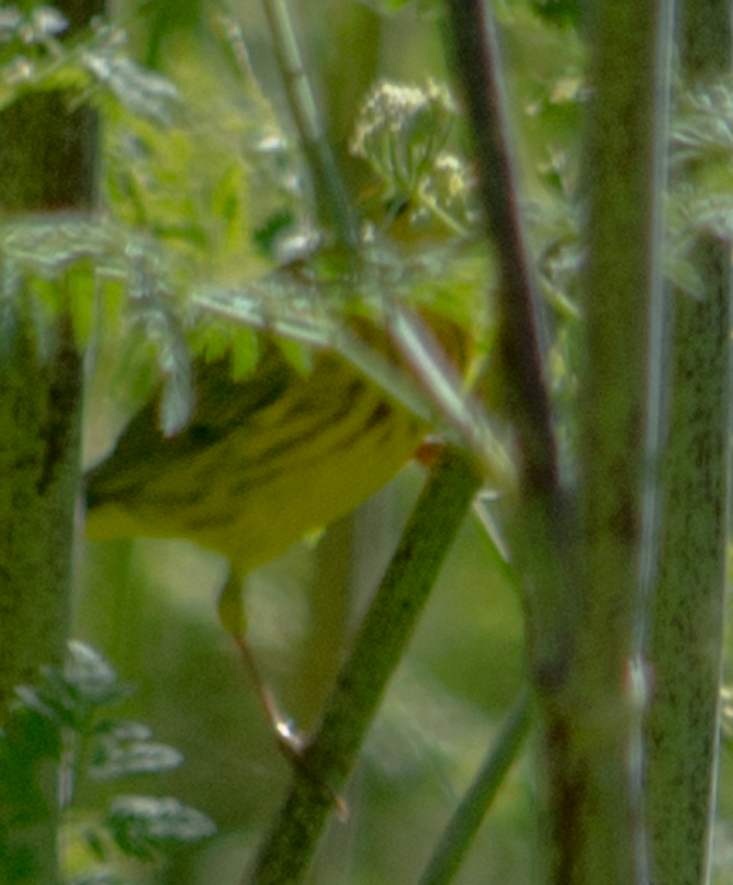 Yellow Warbler - kathy eder