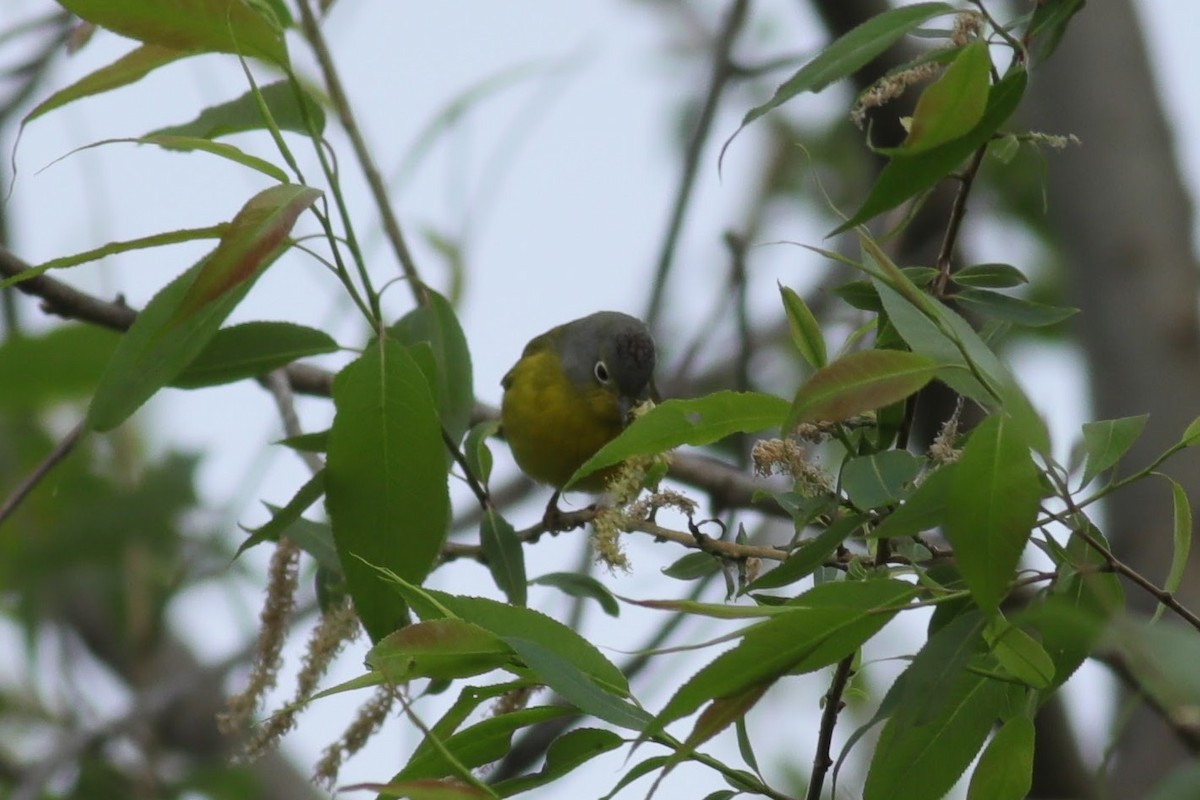 Nashville Warbler - Joshua Gant