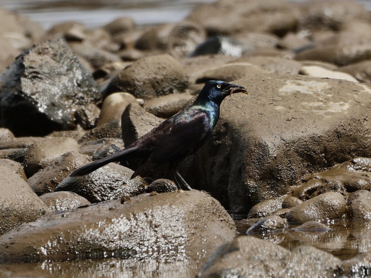 Common Grackle - Andreas Krohn