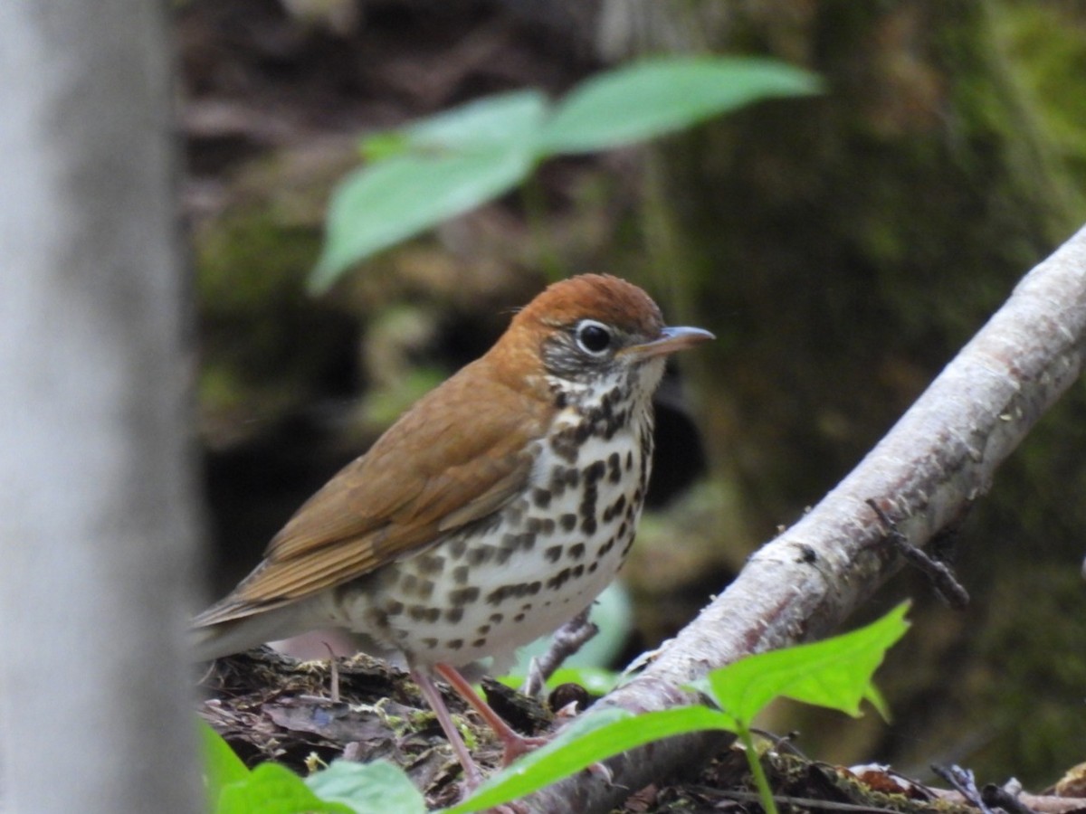 Wood Thrush - william gray