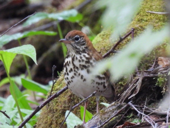 Wood Thrush - william gray