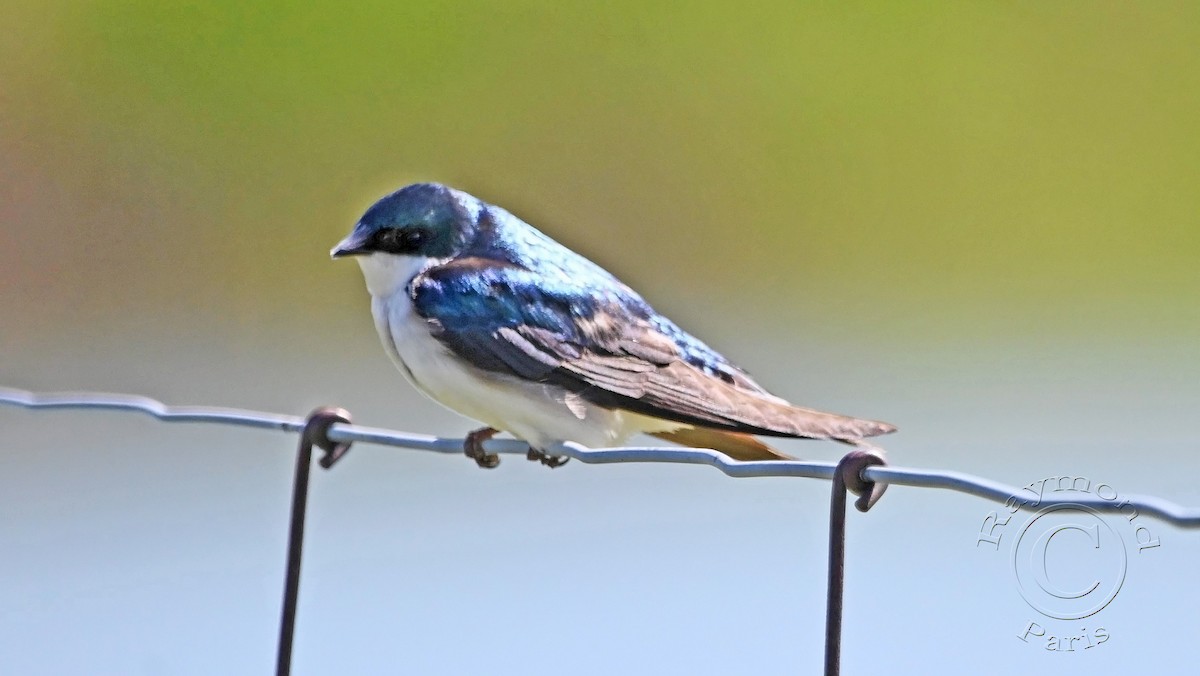 Tree Swallow - Raymond Paris