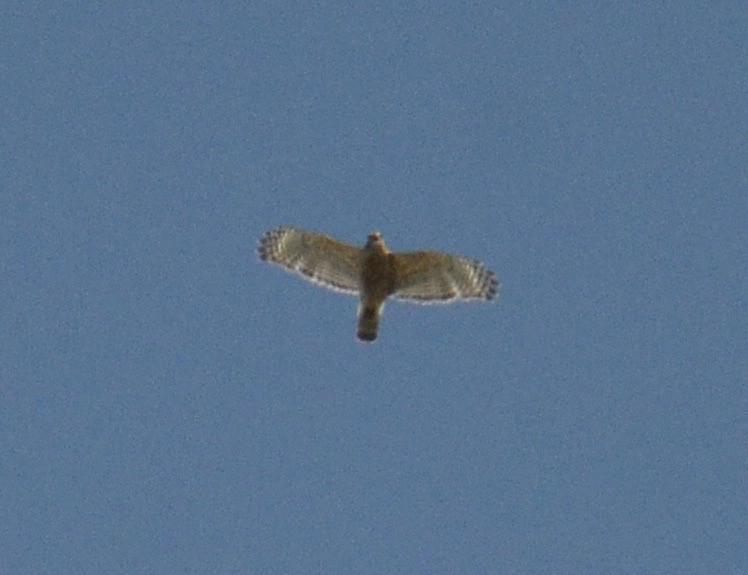 Red-shouldered Hawk - Luc Langelier