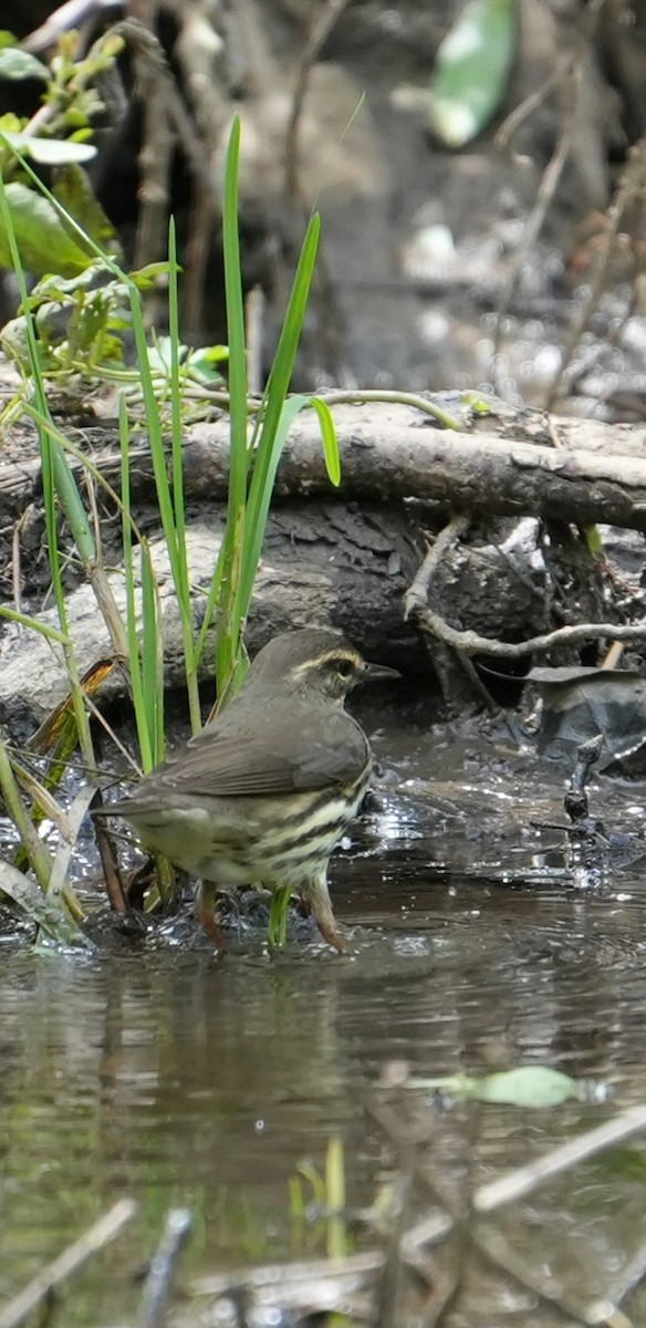 Northern Waterthrush - Rachel Wood