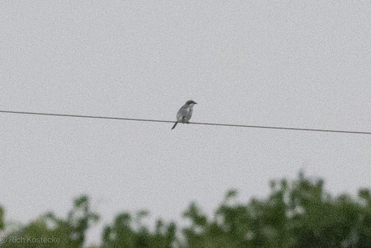 Loggerhead Shrike - Rich Kostecke