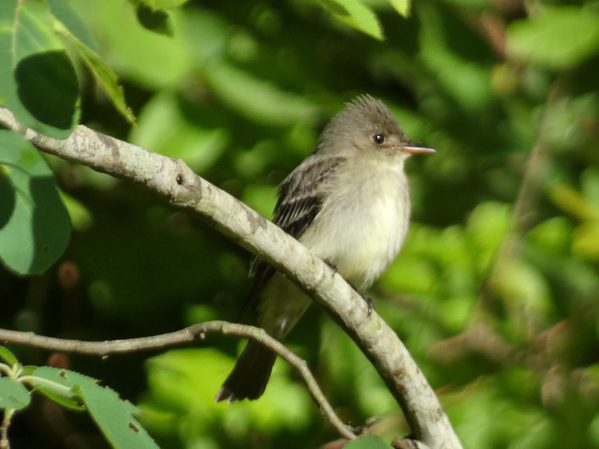 Eastern Wood-Pewee - Kevin Achtmeyer