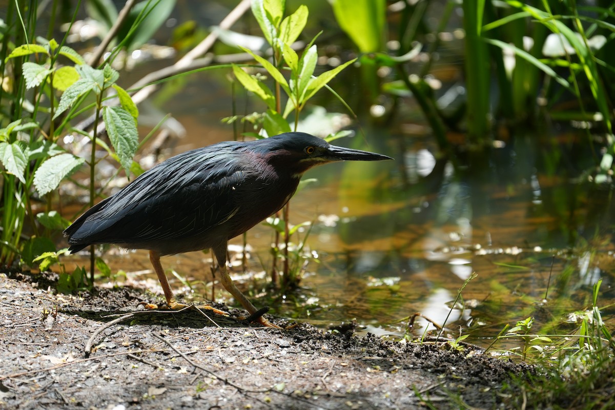 Green Heron - Rachel Wood