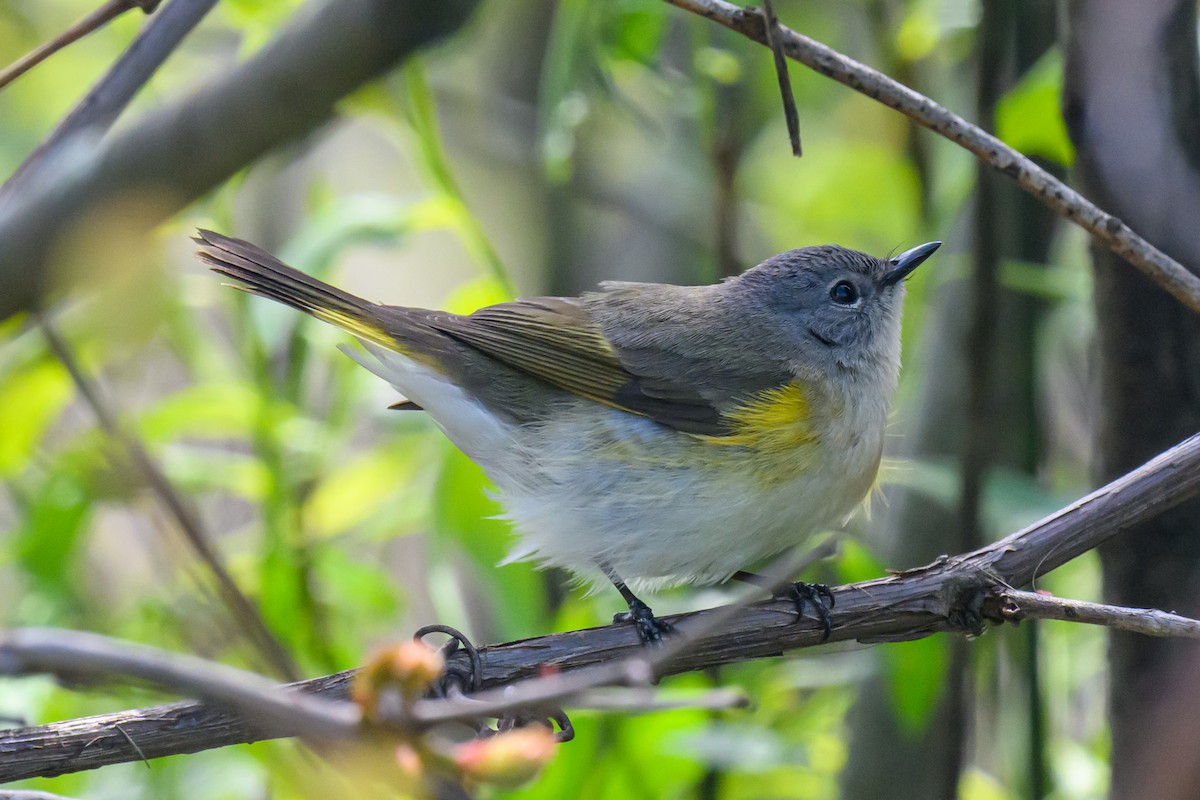 American Redstart - Artur Przybylo