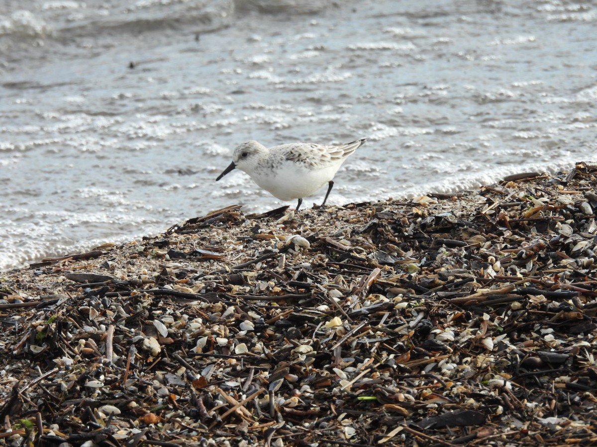 Sanderling - Beth Lenoble