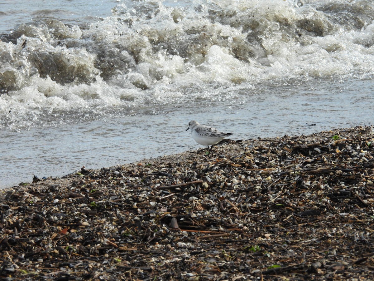 Sanderling - Beth Lenoble