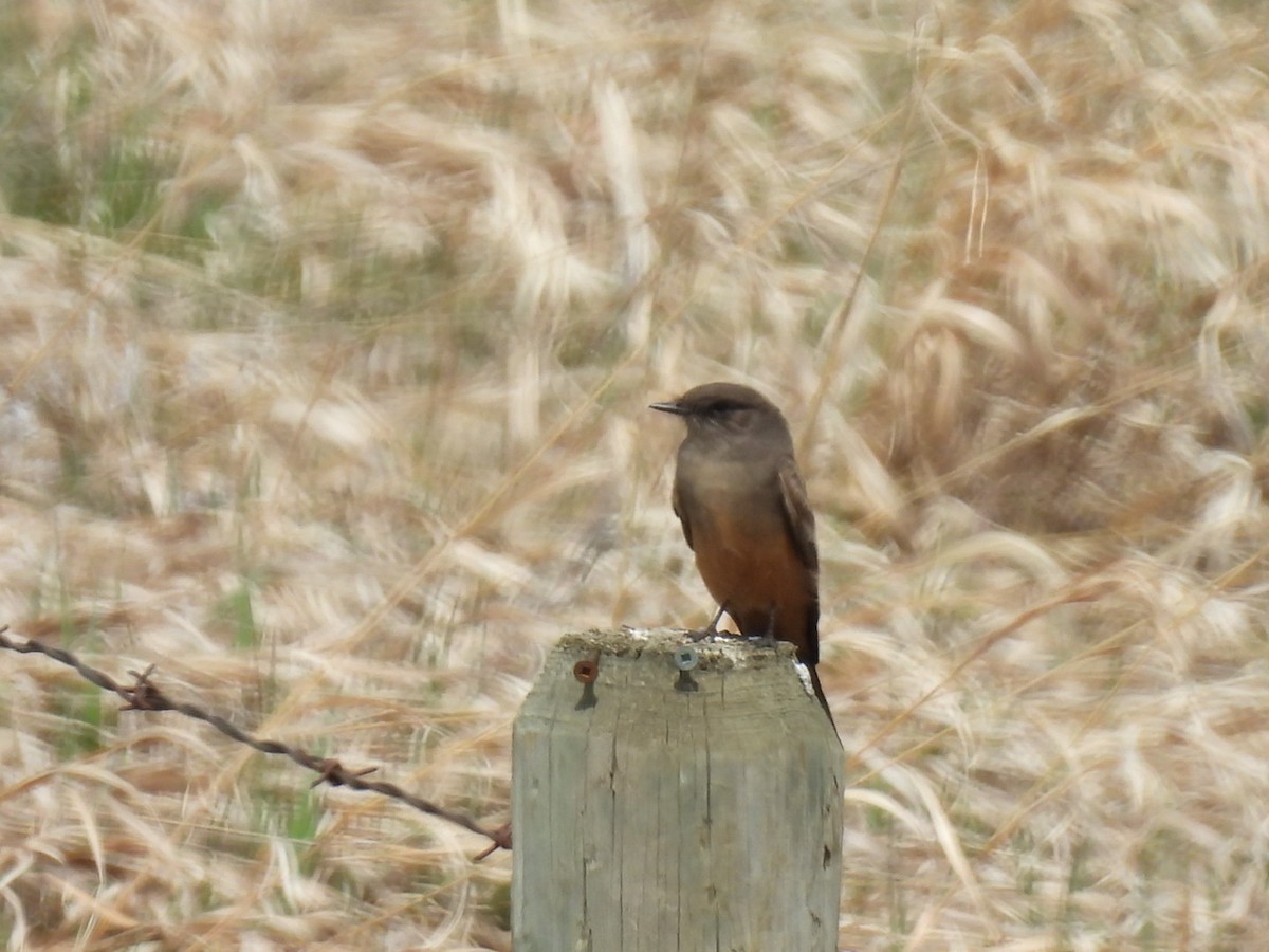 Say's Phoebe - Renee Beaton