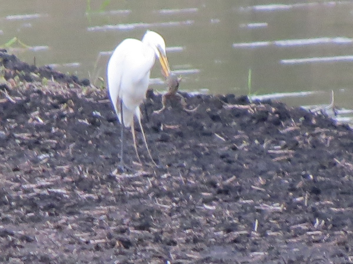 Great Egret - Diana Werezak