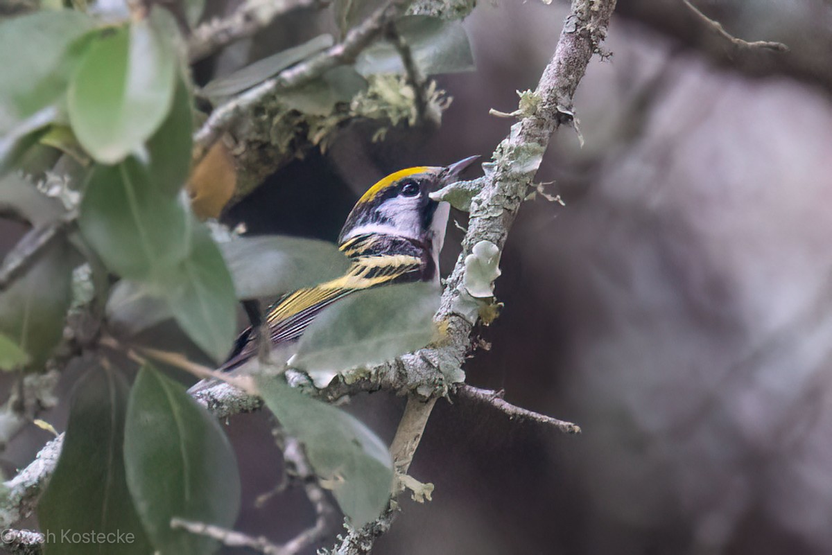 Chestnut-sided Warbler - Rich Kostecke