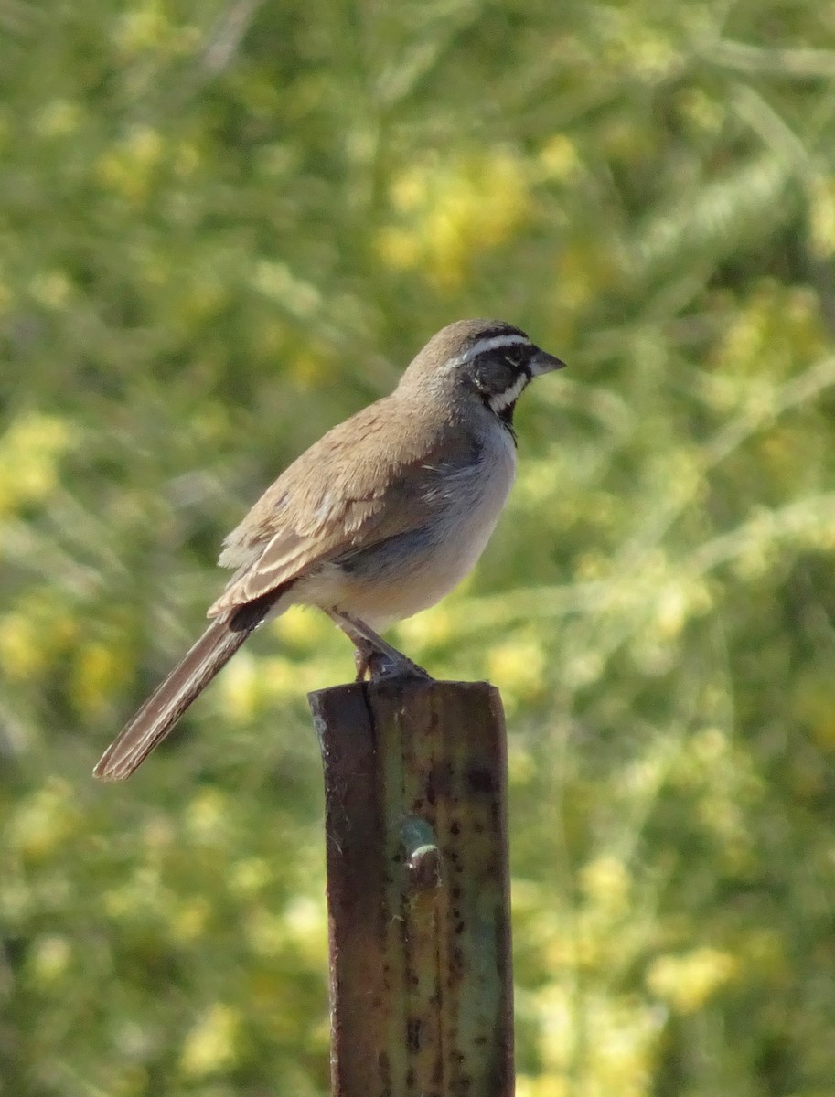 Black-throated Sparrow - Diana Herron