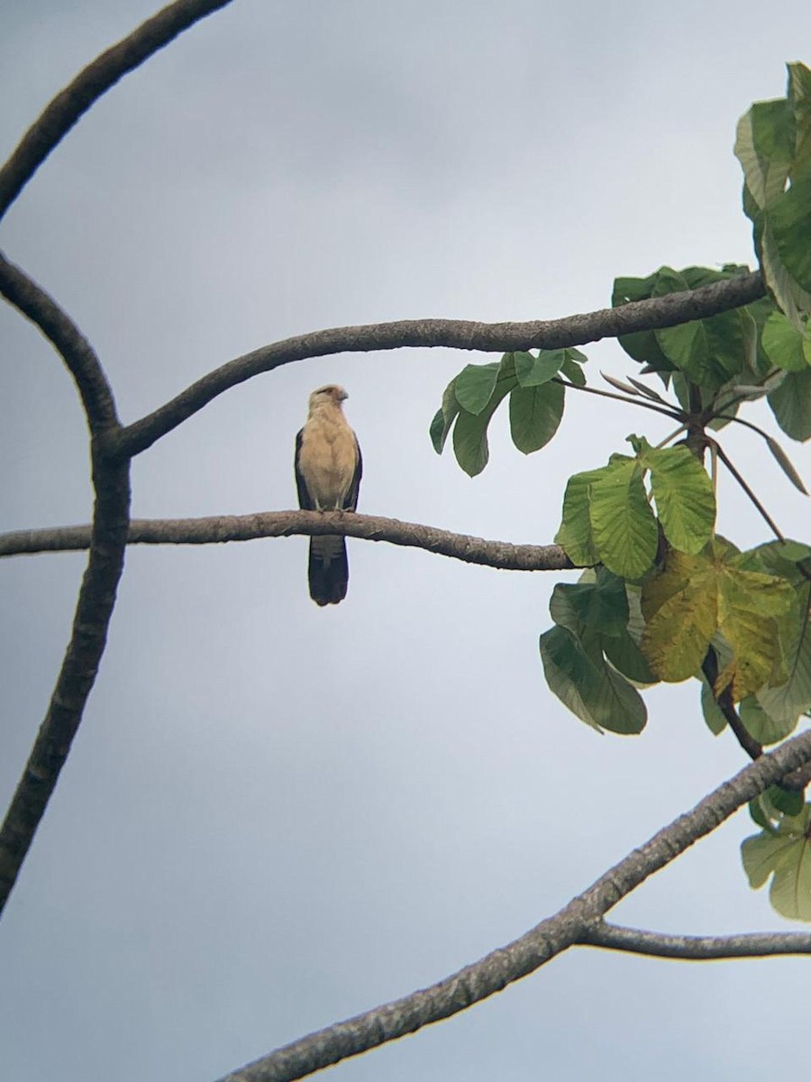 Yellow-headed Caracara - ML618853251