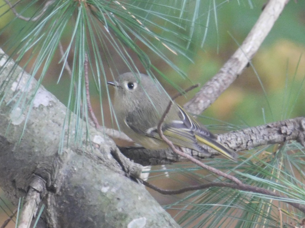 Ruby-crowned Kinglet - Jack Jerrild