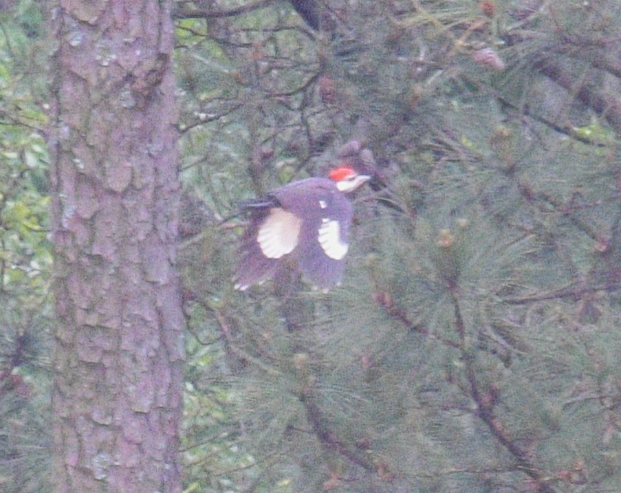 Pileated Woodpecker - Margaret Poethig