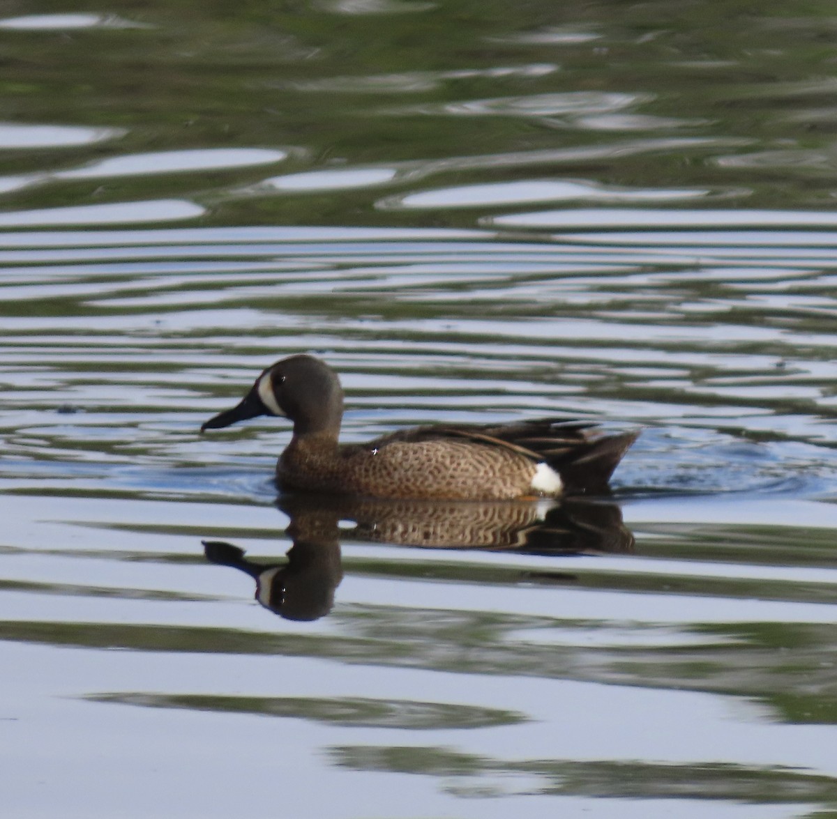 Blue-winged Teal - Patricia DiLuzio