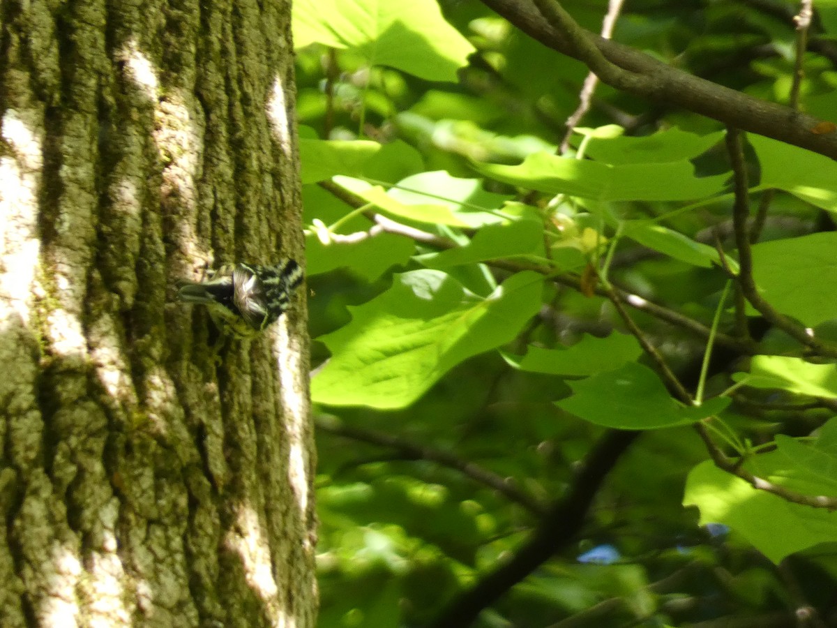 Black-and-white Warbler - Kevin Achtmeyer