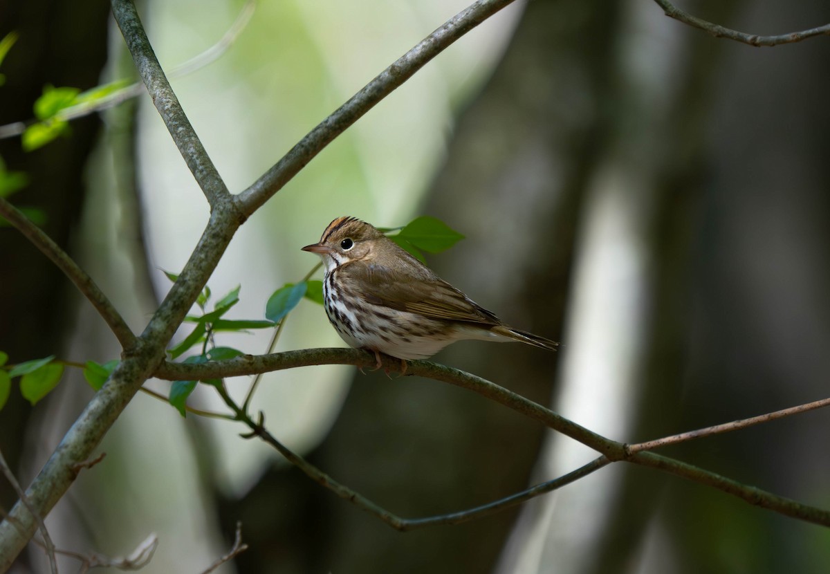 Ovenbird - Nick Panozzo