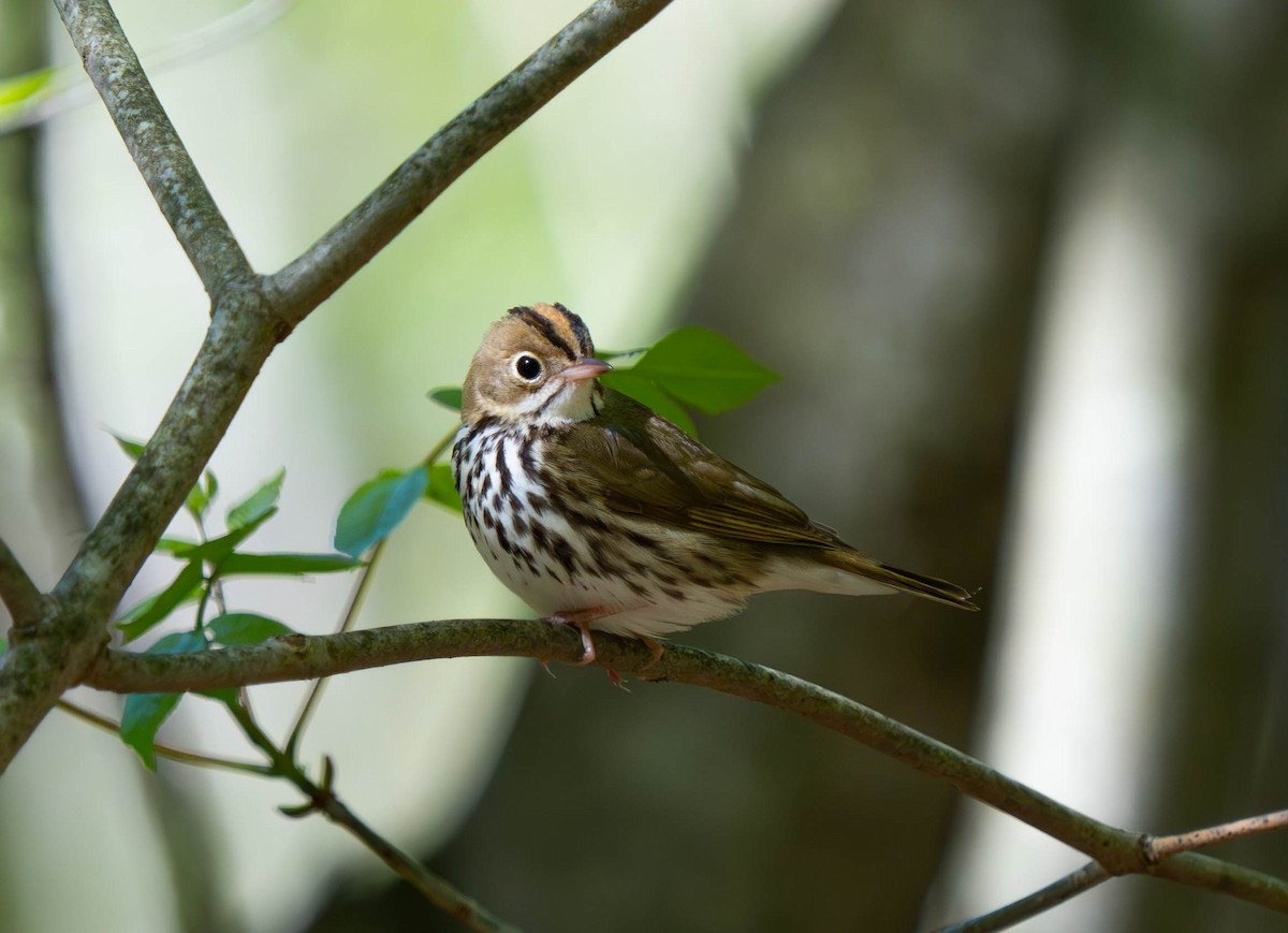 Ovenbird - Nick Panozzo