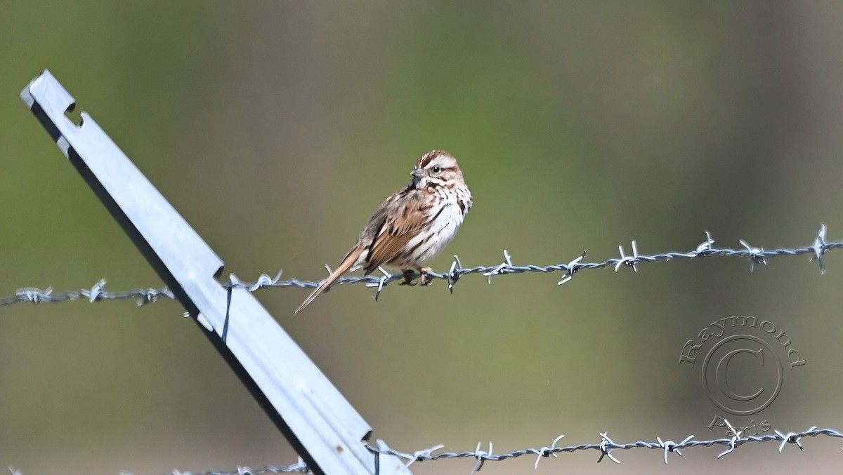 Song Sparrow - Raymond Paris