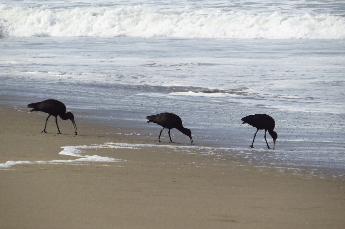 Puna Ibis - Gary Prescott