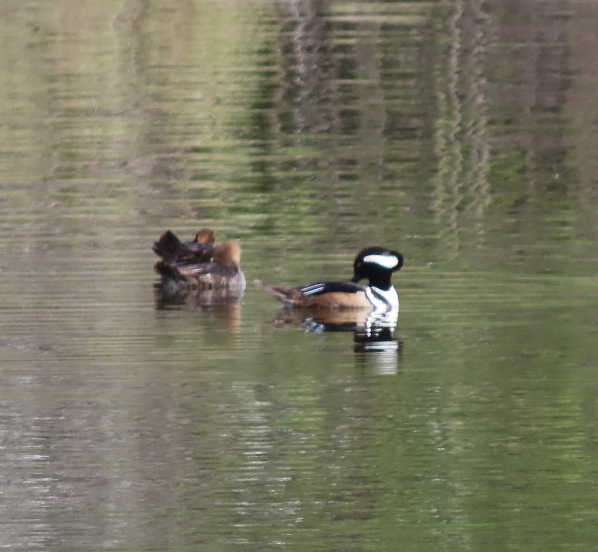 Hooded Merganser - Patricia DiLuzio