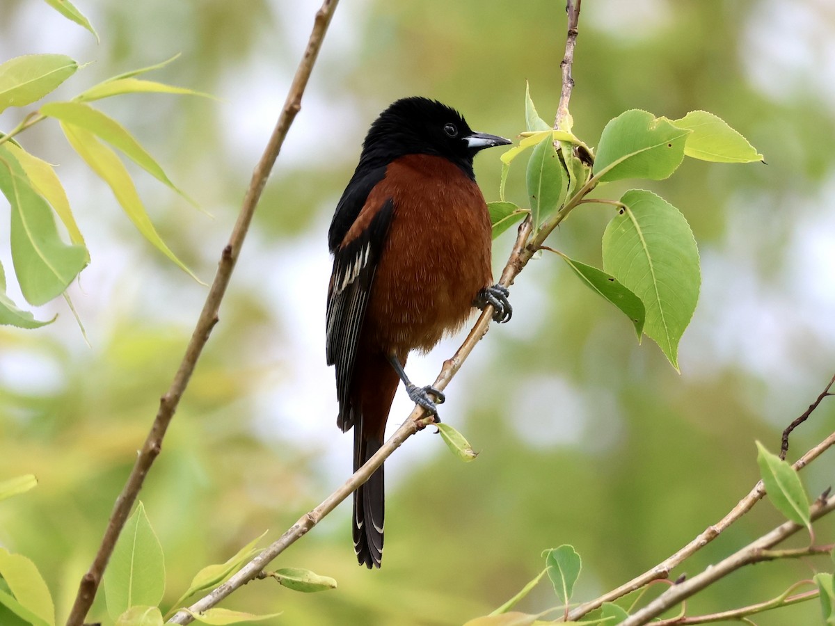 Orchard Oriole - Joanne Morrissey