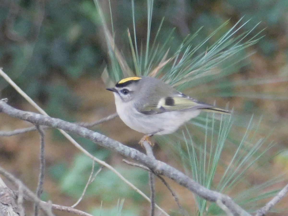 Golden-crowned Kinglet - Jack Jerrild