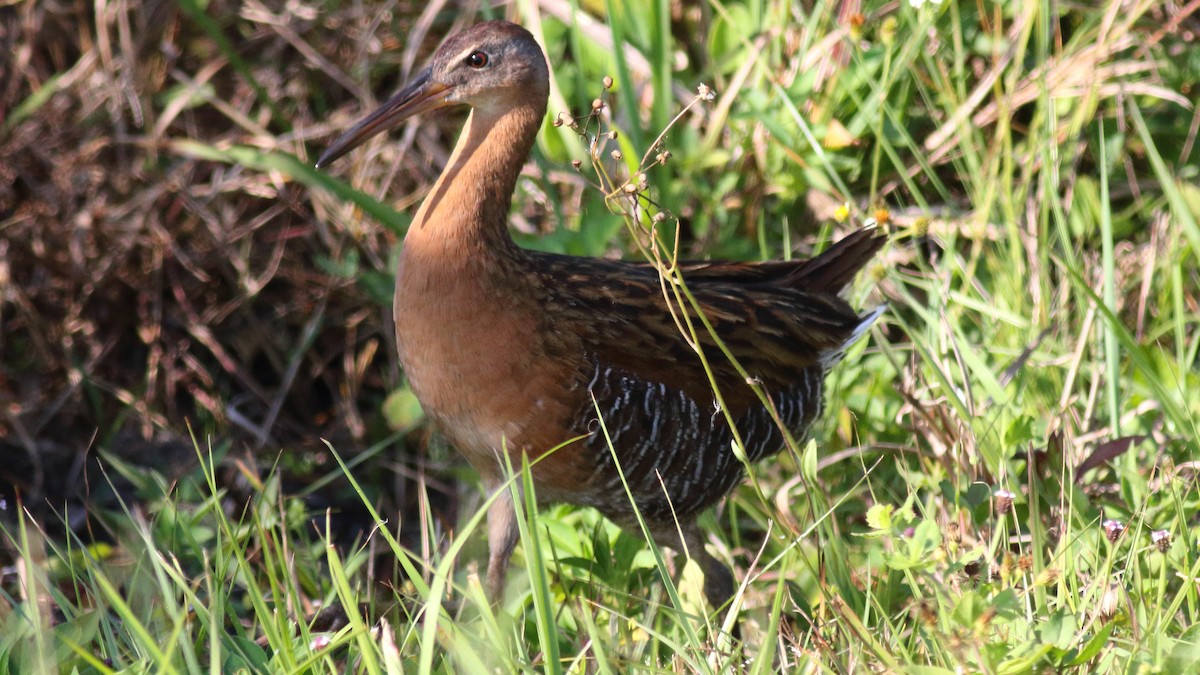 King Rail - Rick Folkening