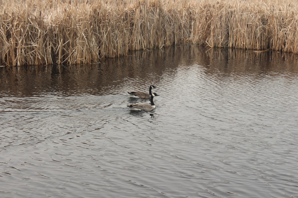 Canada Goose - Ethan Keller