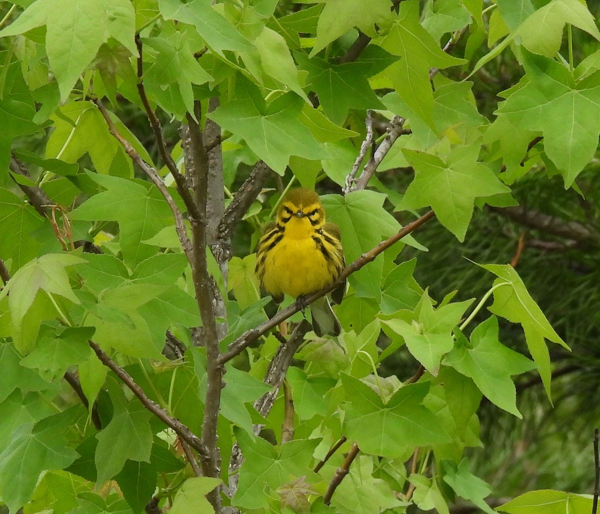 Prairie Warbler - ML618853326