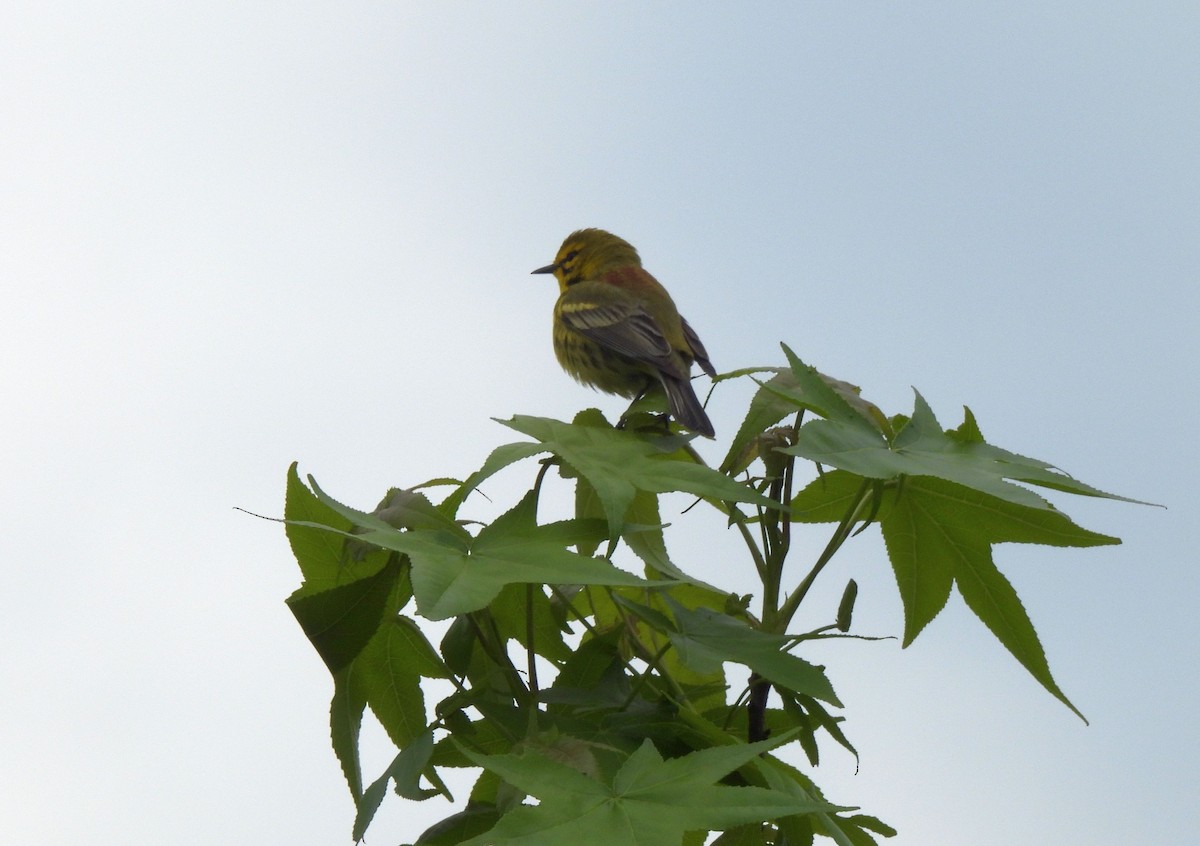 Prairie Warbler - ML618853328