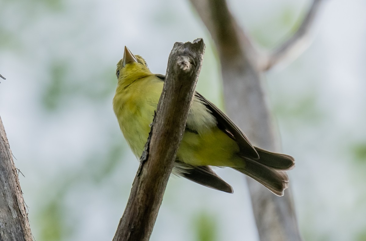 Scarlet Tanager - ismael chavez