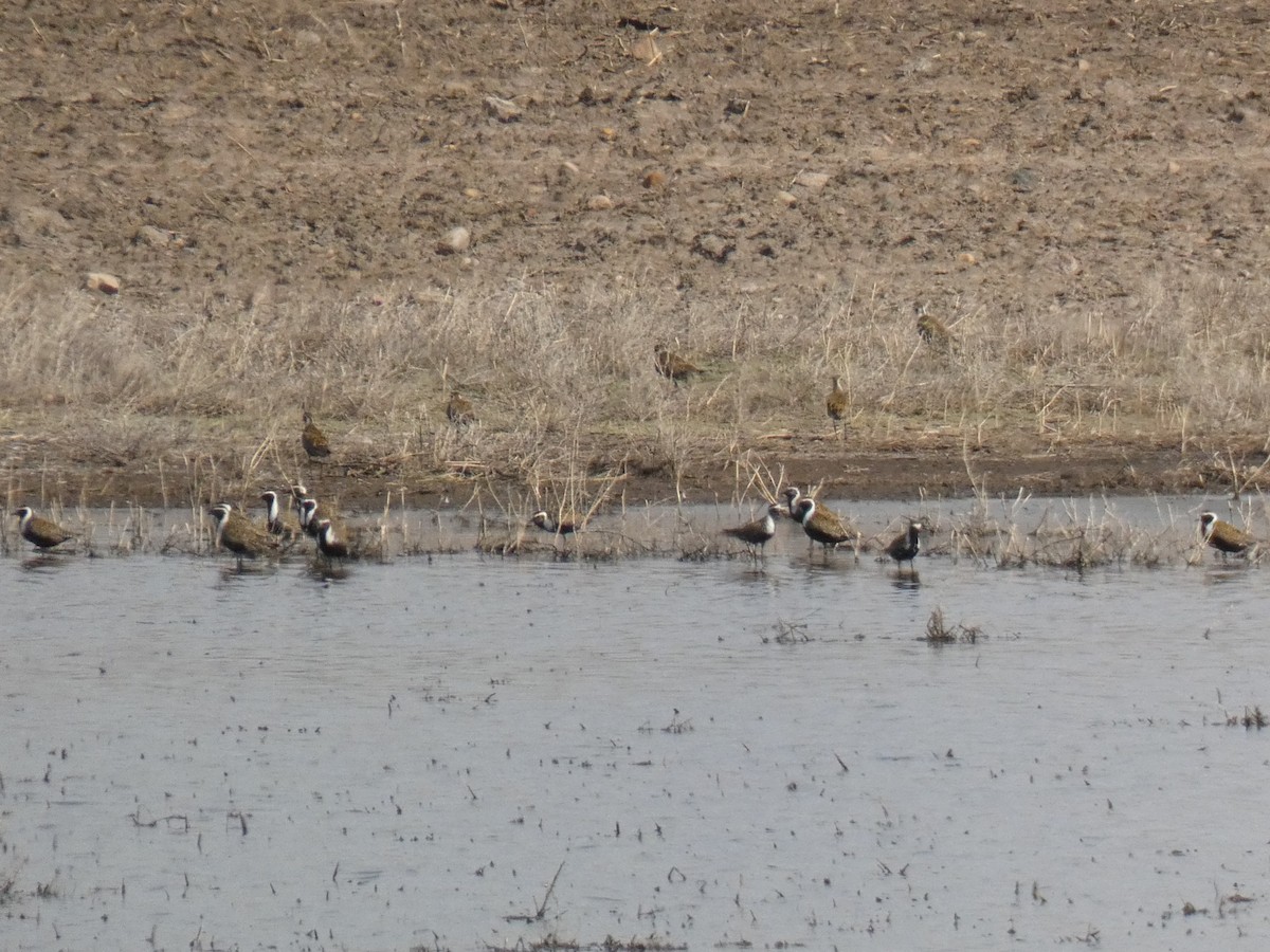 American Golden-Plover - Blake Weis