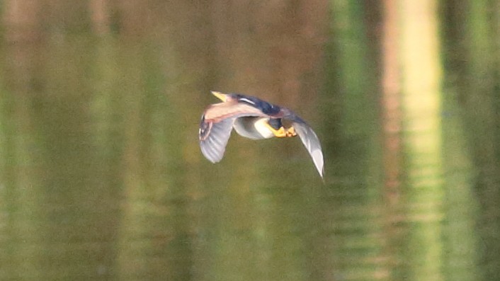 Least Bittern - Rick Folkening