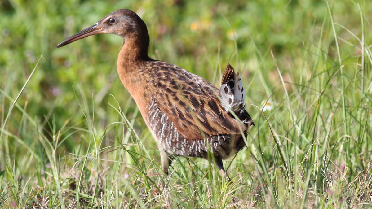 Least Bittern - Rick Folkening