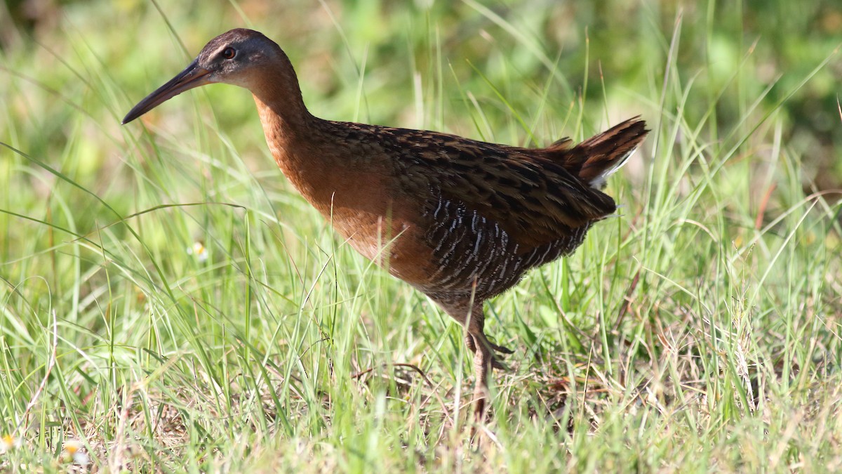 Least Bittern - Rick Folkening