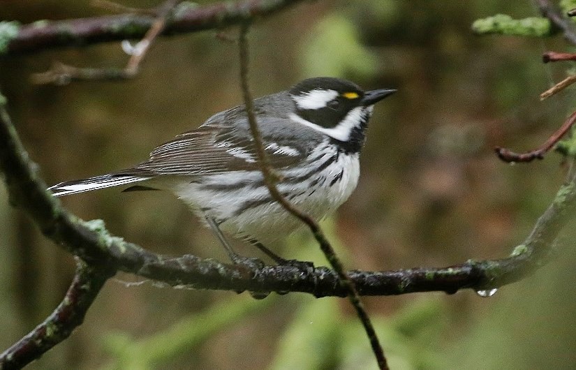 Black-throated Gray Warbler - Phillip Odum