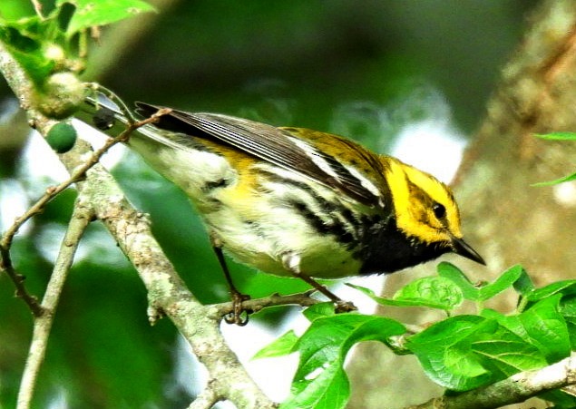 Black-throated Green Warbler - Sheri Miles