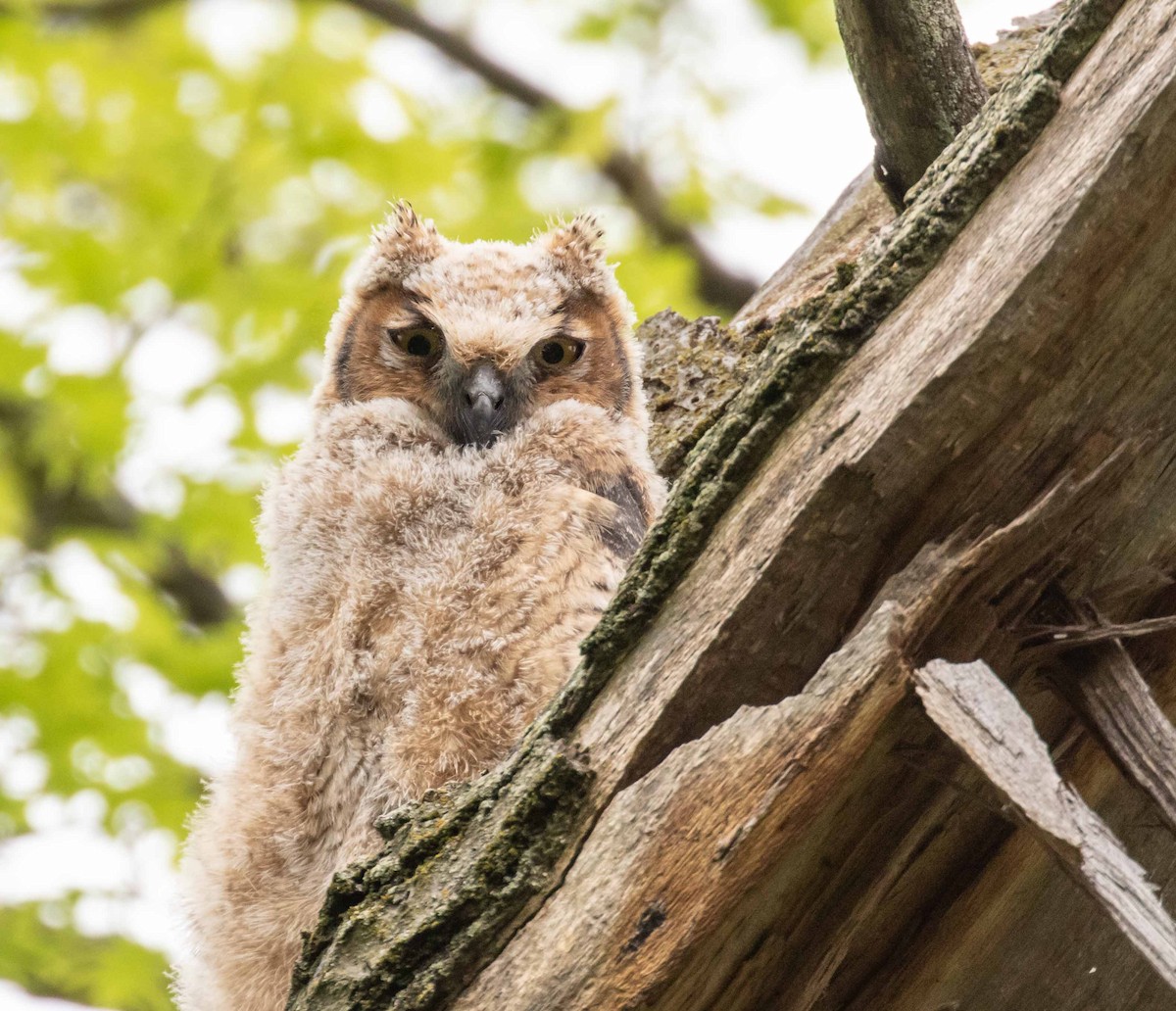 Great Horned Owl - David Crotser