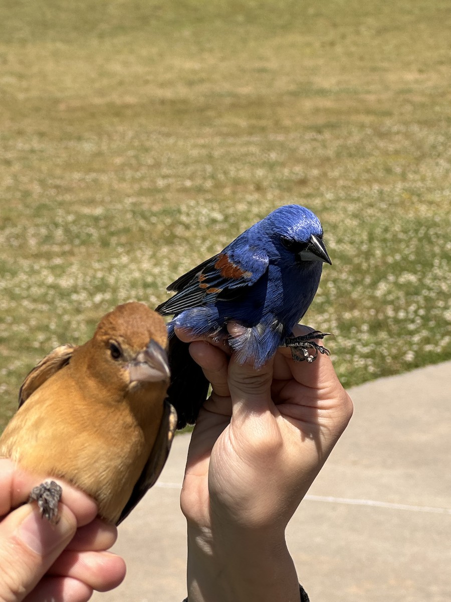 Blue Grosbeak - ML618853395