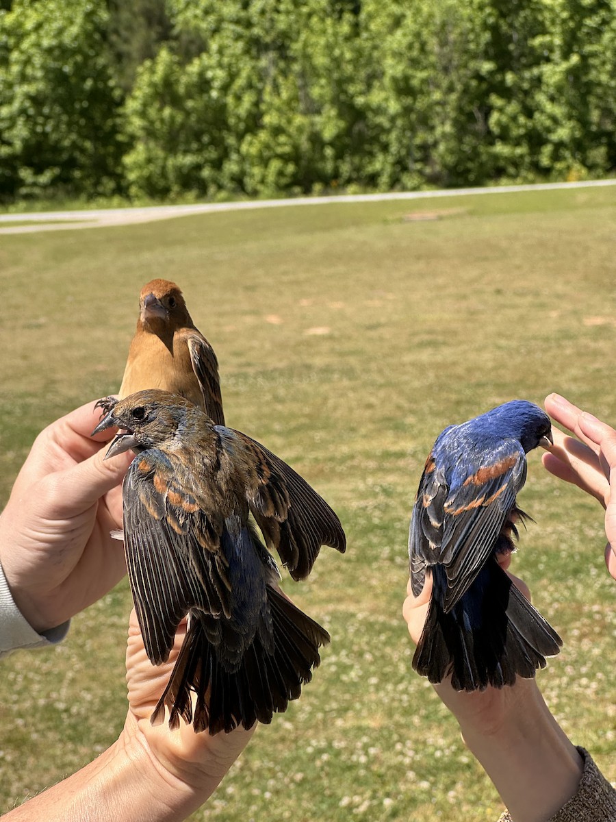 Blue Grosbeak - ML618853396