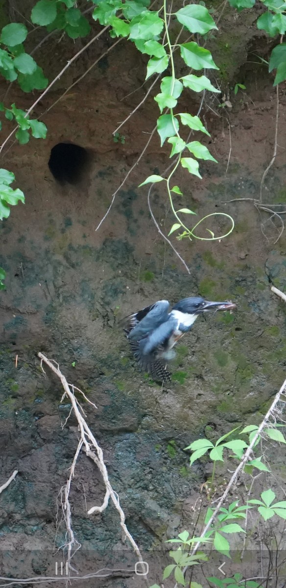 Belted Kingfisher - ML618853404