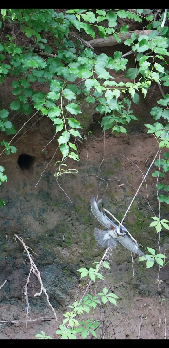 Belted Kingfisher - ML618853405